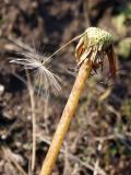 Taraxacum serotinum. Верхушка цветоносного побега с последним плодом на облетевшем соплодии. Украина, г. Запорожье, балка возле с. Малышевка. 09.10.2013.