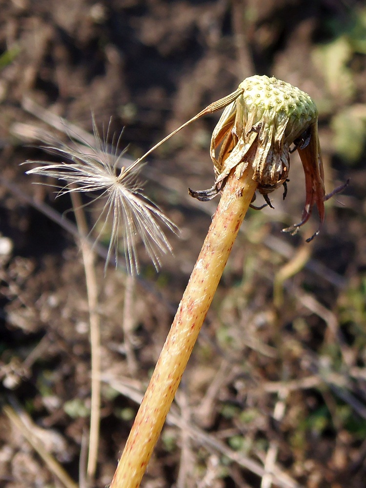 Изображение особи Taraxacum serotinum.