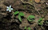 Moehringia lateriflora