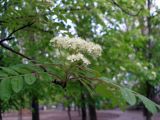 Sorbus aucuparia