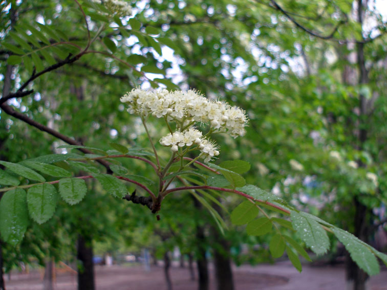 Image of Sorbus aucuparia specimen.