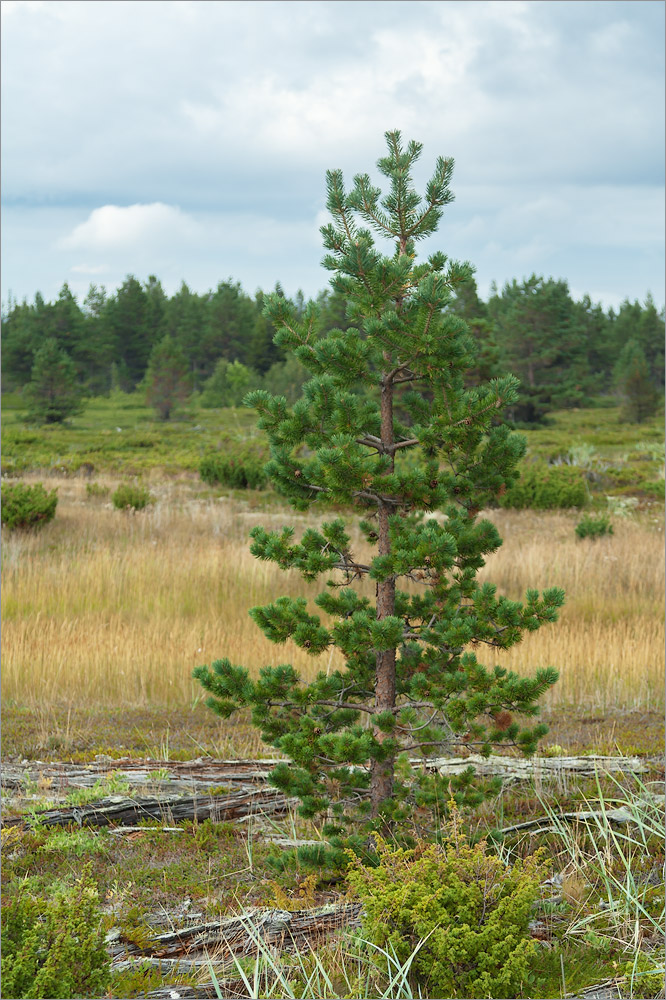 Изображение особи Pinus friesiana.