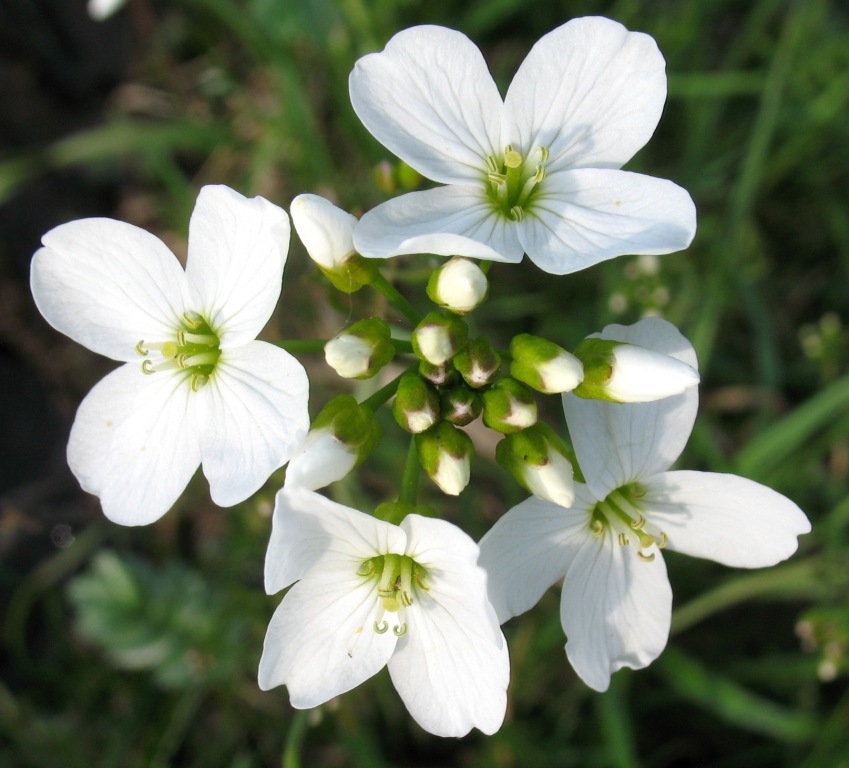 Изображение особи Cardamine pratensis.