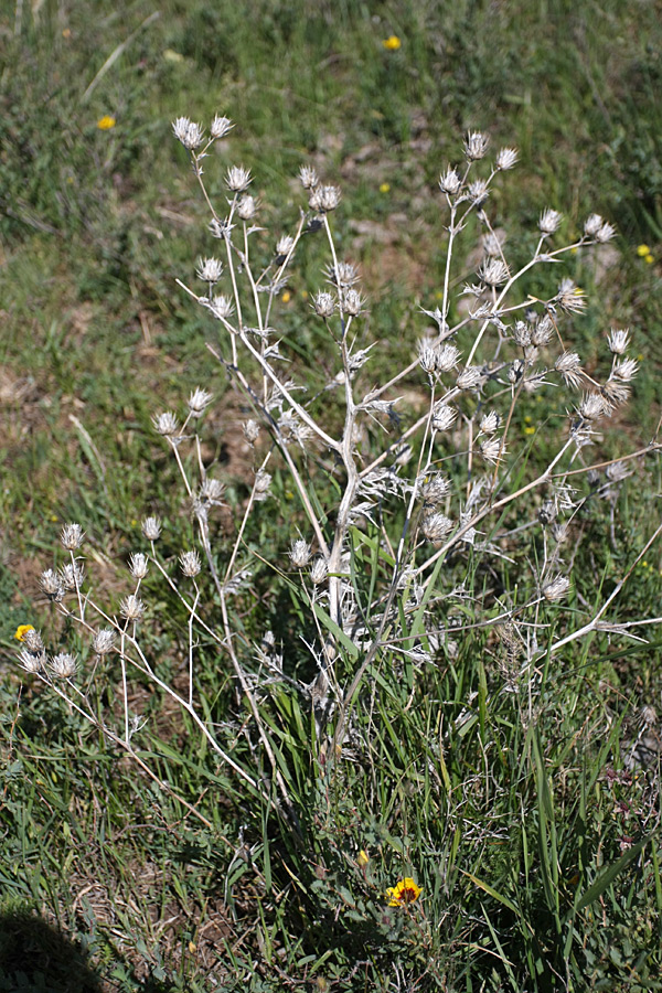 Изображение особи Cousinia vicaria.