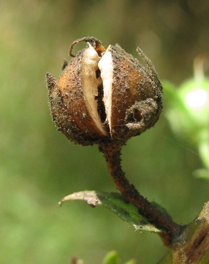 Image of Verbascum blattaria specimen.