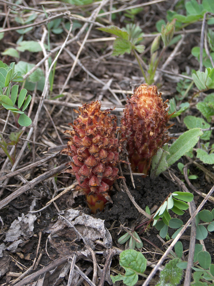 Image of Orobanche colorata specimen.