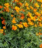 Tagetes tenuifolia