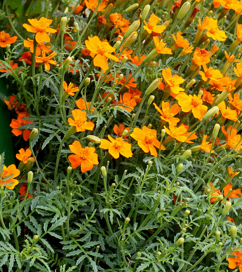 Изображение особи Tagetes tenuifolia.