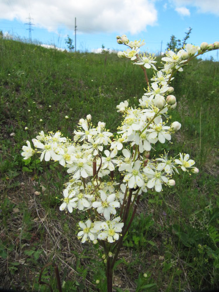 Изображение особи Filipendula vulgaris.