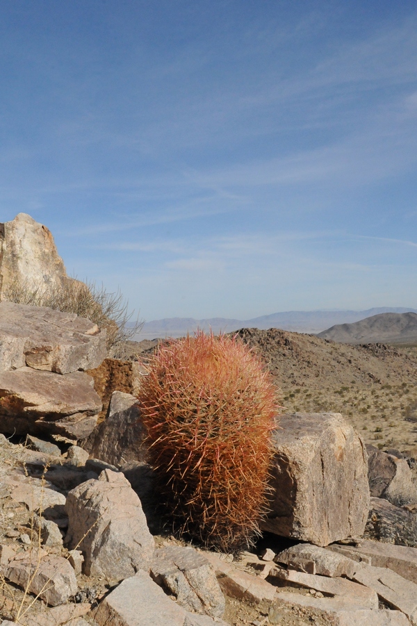 Изображение особи Ferocactus cylindraceus.