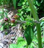 Scrophularia grayana