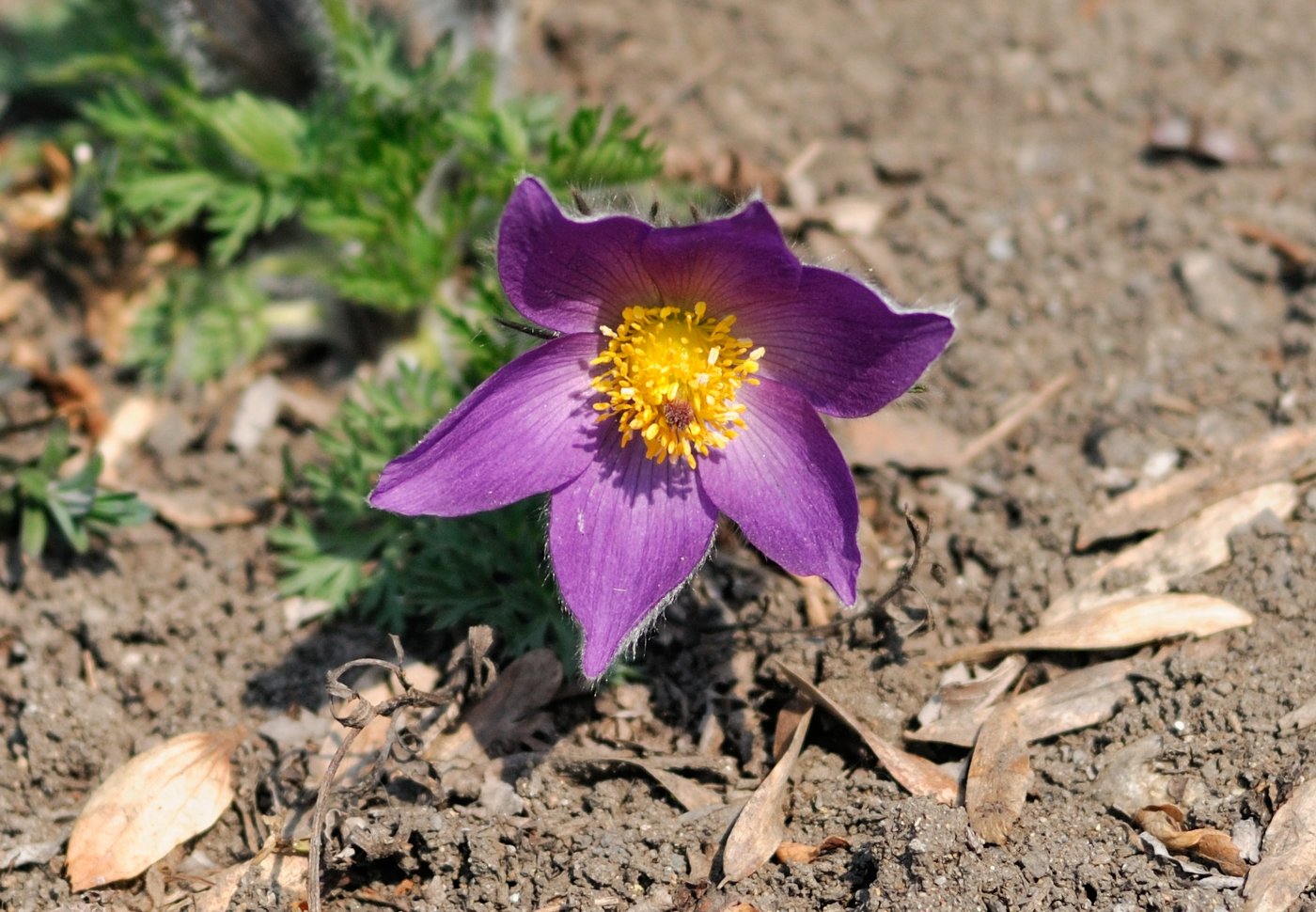 Изображение особи род Pulsatilla.