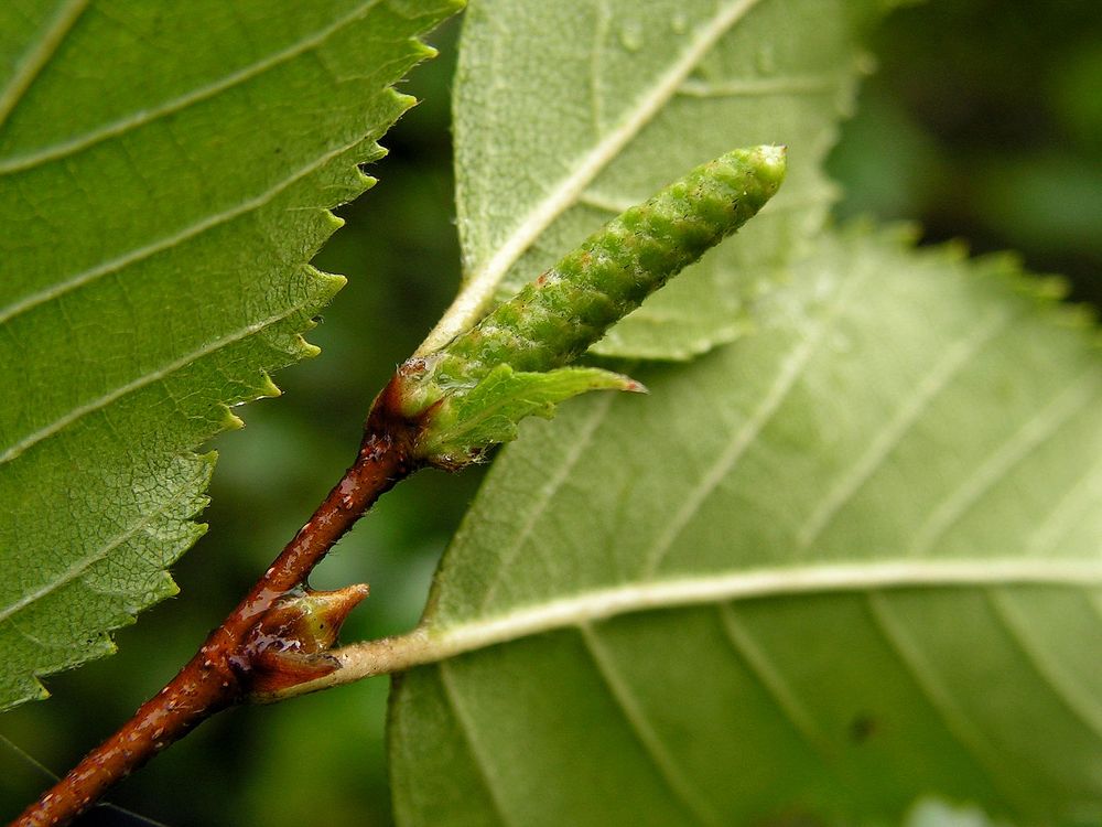Image of Betula ovalifolia specimen.