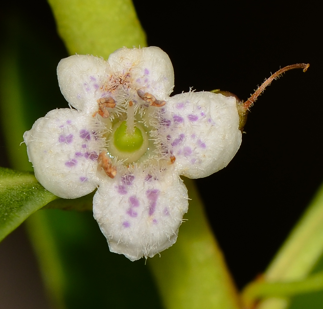Image of Myoporum acuminatum specimen.