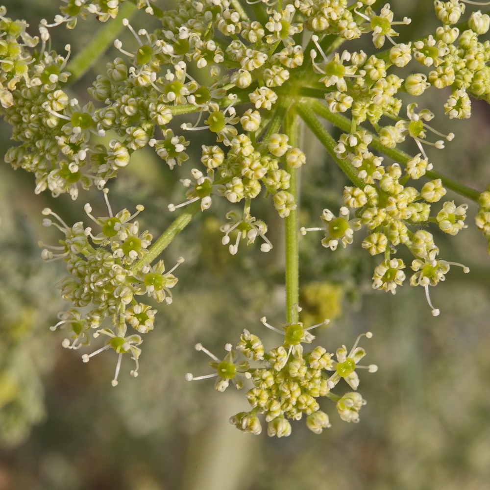 Изображение особи семейство Apiaceae.