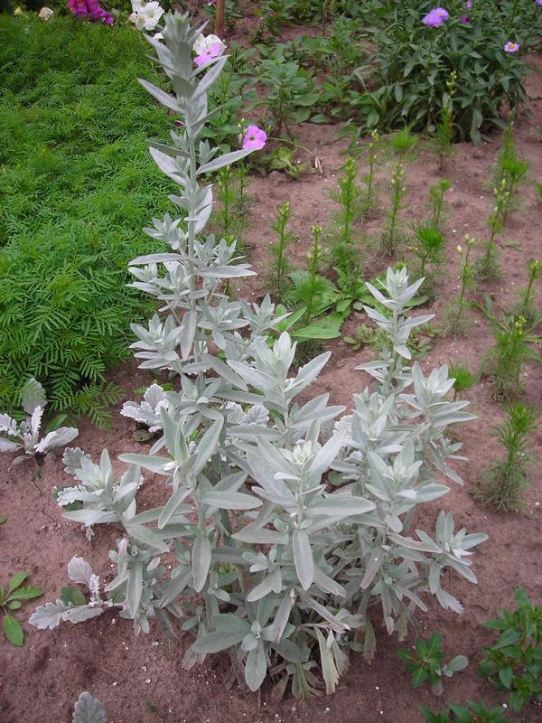 Image of Artemisia ludoviciana specimen.