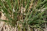 Molinia caerulea. Листья ('Moorhexe'). Германия, г. Дюссельдорф, Ботанический сад университета. 04.05.2014.