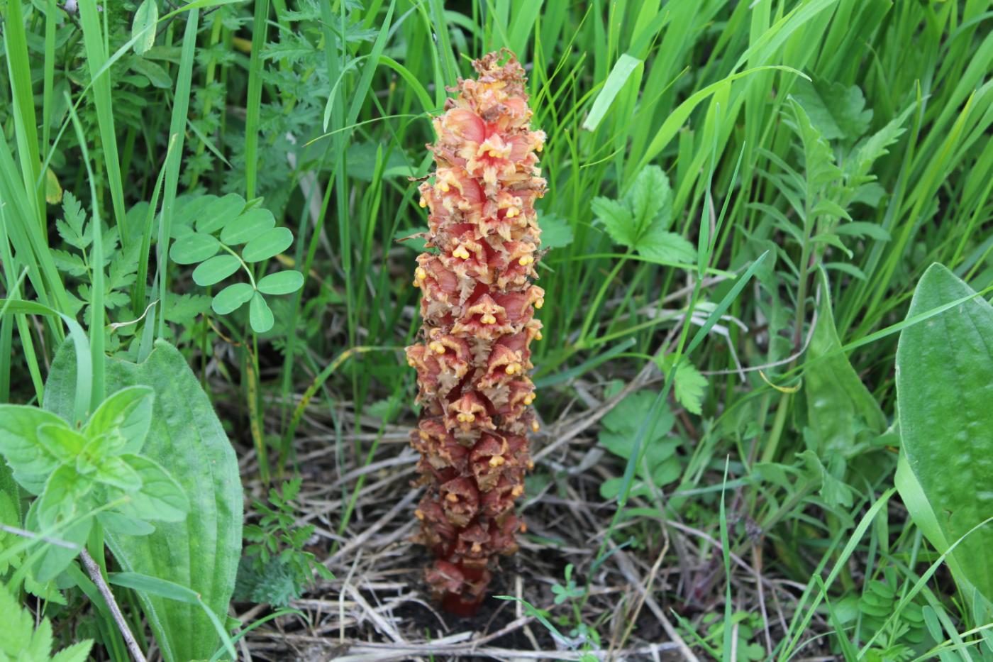 Изображение особи Orobanche colorata.