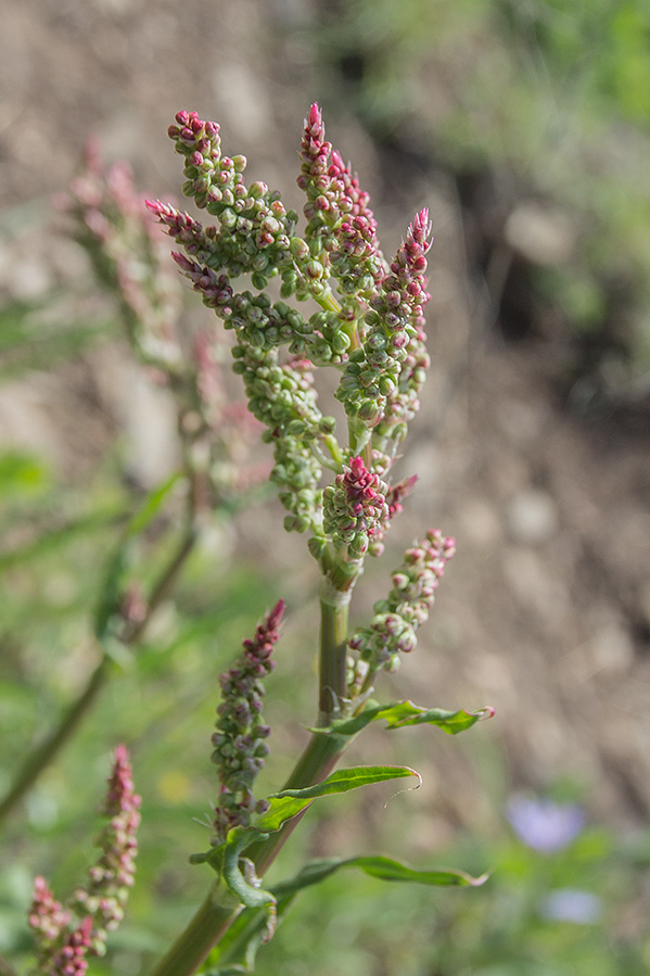 Изображение особи род Rumex.