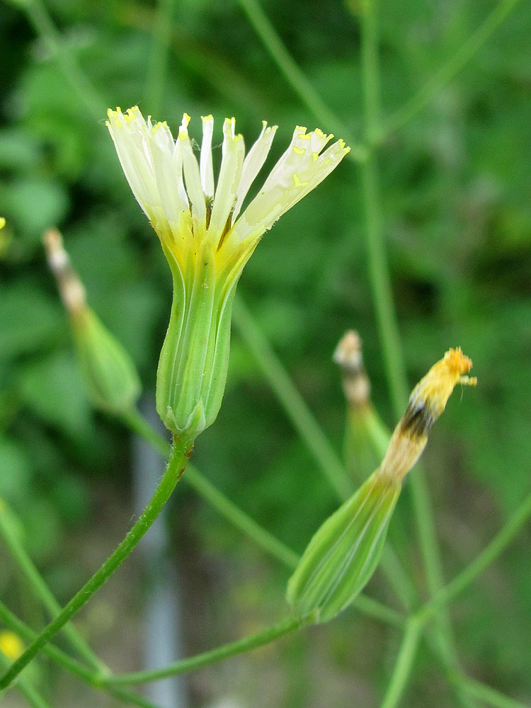 Image of Crepis pulchra specimen.