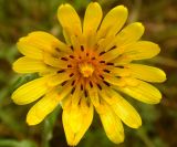 Tragopogon podolicus