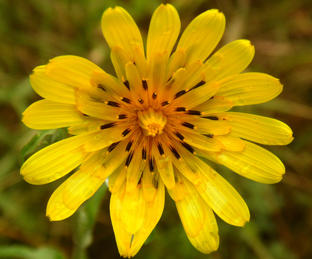 Image of Tragopogon podolicus specimen.