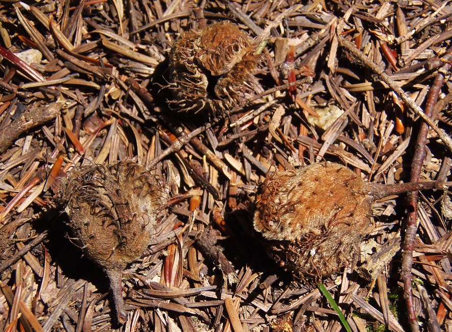 Image of Fagus sylvatica specimen.