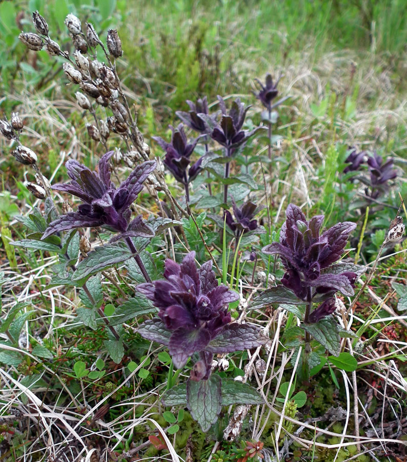 Изображение особи Bartsia alpina.