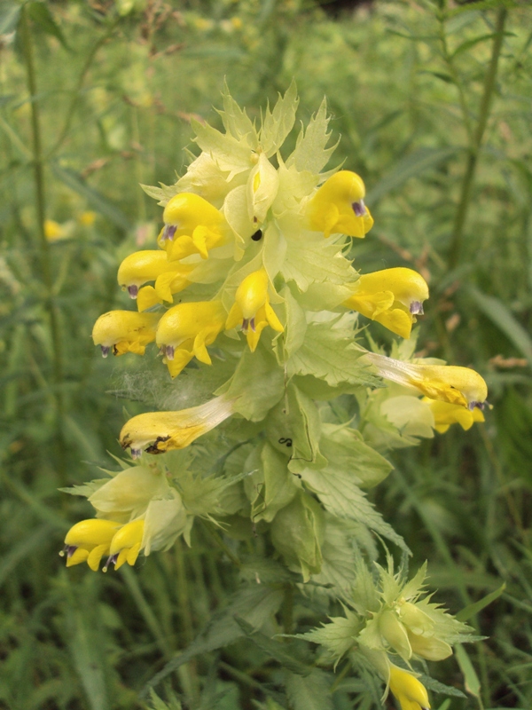 Image of Rhinanthus vernalis specimen.