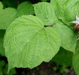Rubus phoenicolasius. Лист. Германия, г. Дюссельдорф, Ботанический сад университета 03.06.2014.