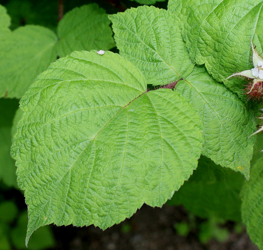 Image of Rubus phoenicolasius specimen.