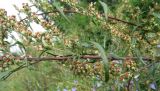 Artemisia vulgaris