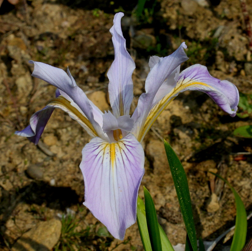 Изображение особи Iris douglasiana.