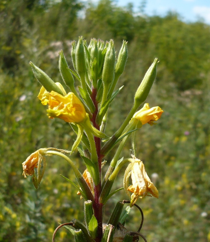 Image of Oenothera rubricaulis specimen.