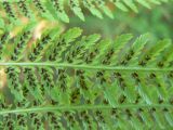 Athyrium filix-femina. Часть листовой пластинки с сорусами (вид снизу). Санкт-Петербург, парк «Сосновка». 01.08.2014.