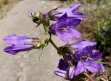 Campanula trachelium. Верхняя часть соцветия с цветками и бутонами. Германия, г. Дюссельдорф, Ботанический сад университета. 03.07.2014.