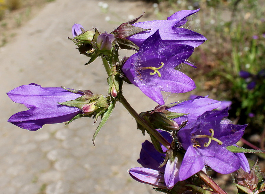 Image of Campanula trachelium specimen.