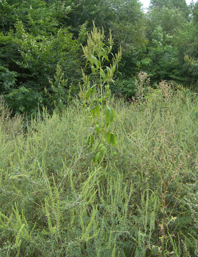 Image of Ambrosia trifida specimen.