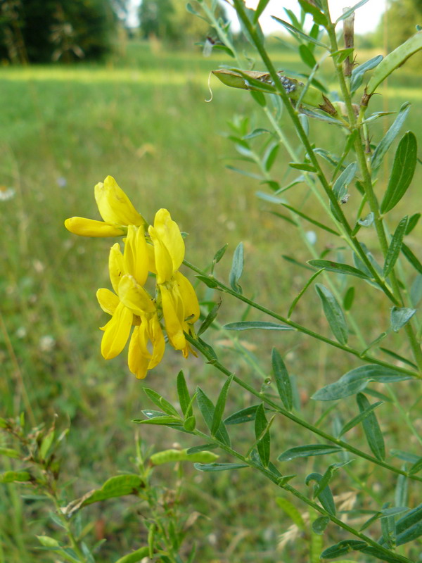 Image of Genista tinctoria specimen.