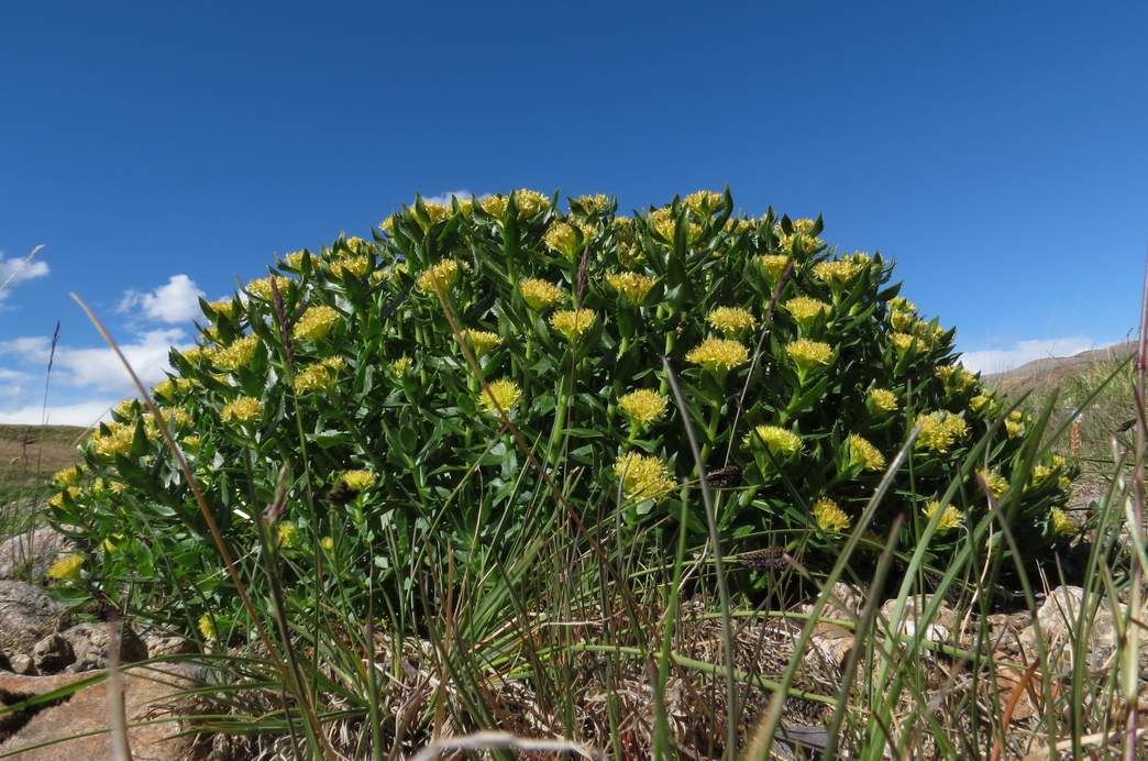 Изображение особи Rhodiola krylovii.