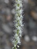 Anredera cordifolia