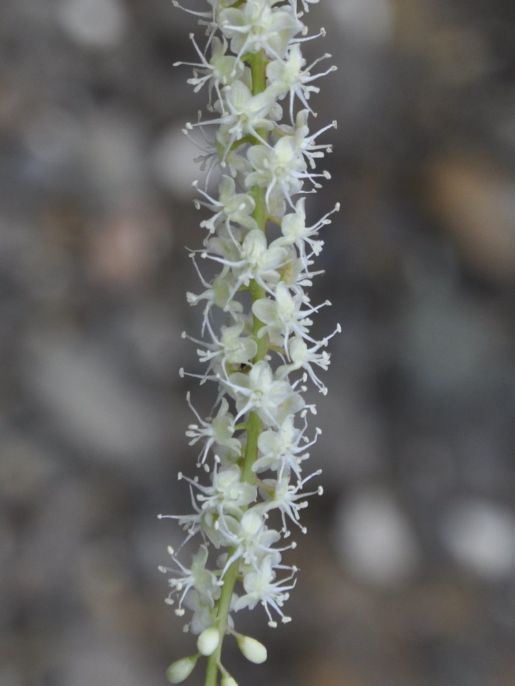 Image of Anredera cordifolia specimen.