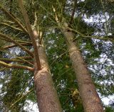 Cedrus deodara. Средние части стволов двухствольного растения. Германия, г. Крефельд, Ботанический сад. 06.09.2014.