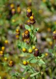 Trifolium spadiceum