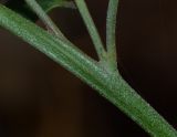 Atriplex davisii