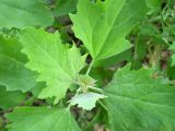 Chenopodium suecicum. Верхушка растения. Ставропольский кр., Будённовский р-н, с. Покойное. 30.04.2008.