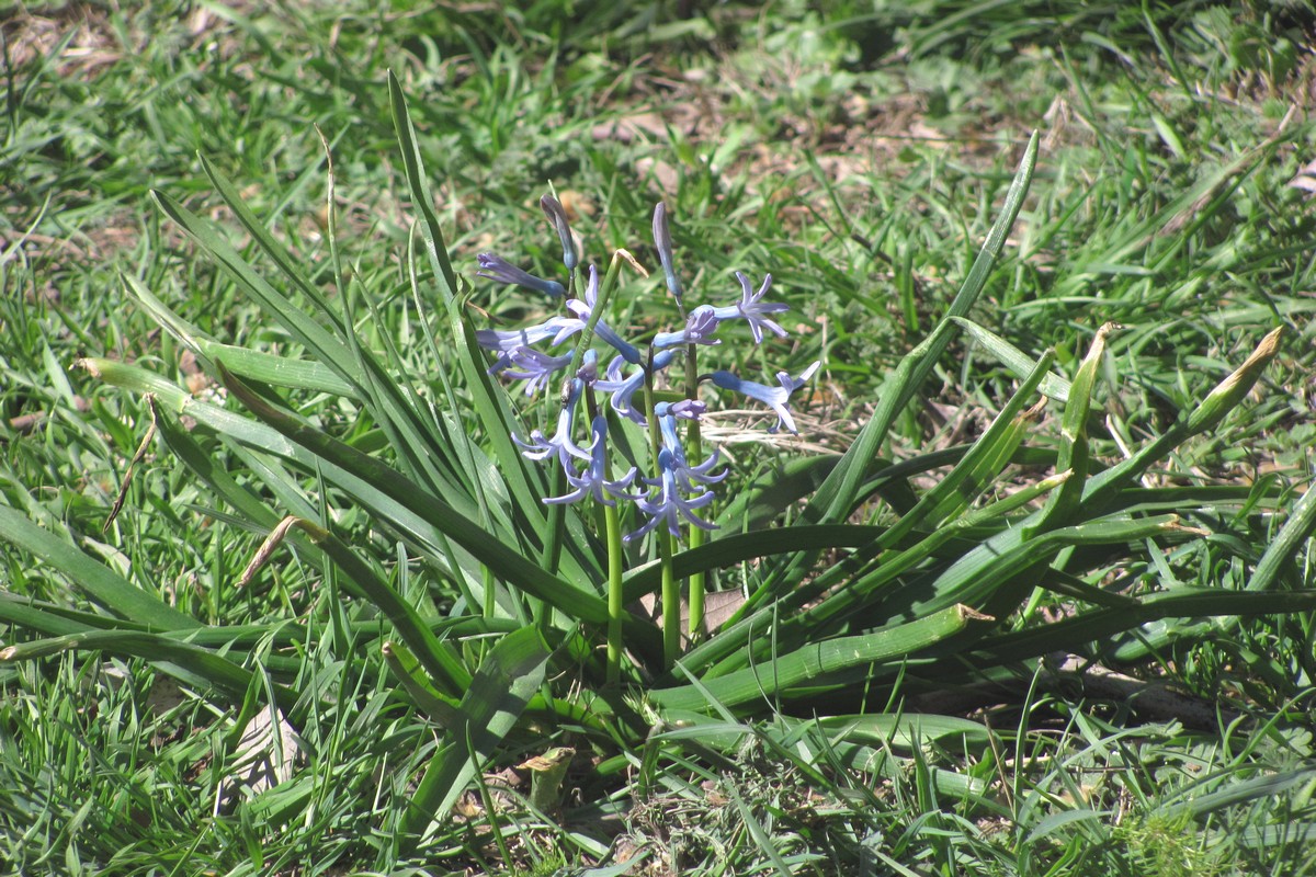 Image of Hyacinthus orientalis specimen.