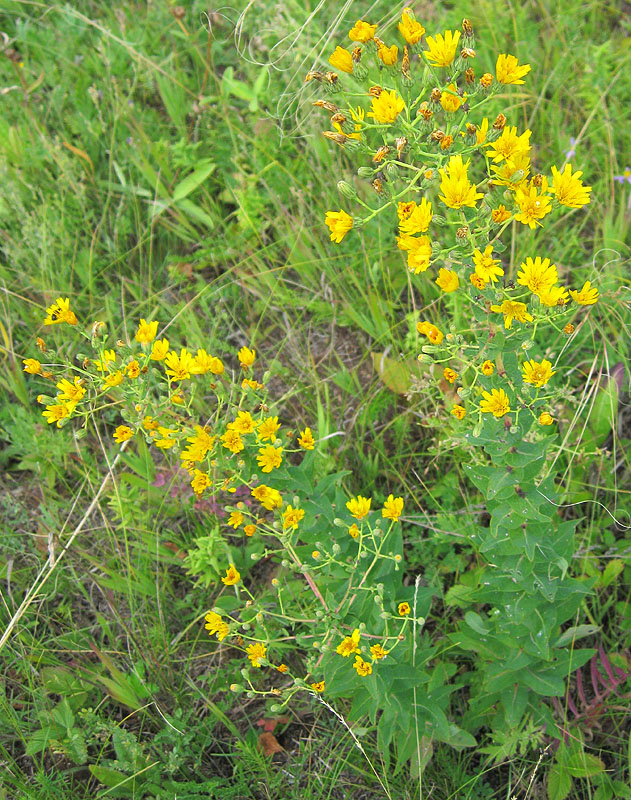 Image of Hieracium virosum specimen.