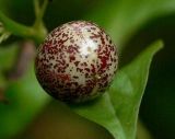 Maianthemum dilatatum. Незрелый плод. Камчатский край, Елизовский р-н, окр. села Раздольное, подлесок каменноберезового леса. Сентябрь 2006 г.