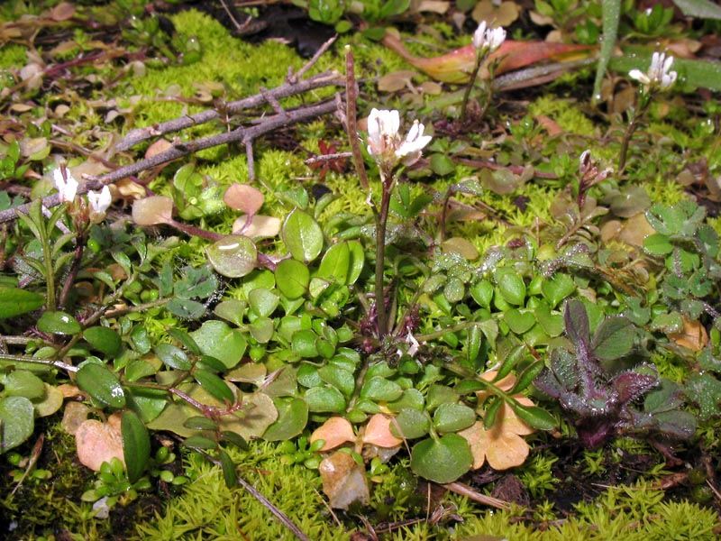 Изображение особи Cardamine hirsuta.